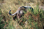 Picture 'KT1_14_28 Buffalo, Kenya, Amboseli'